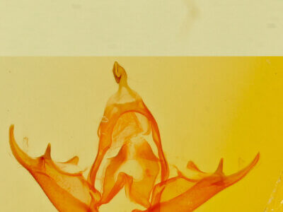 genitalia view of adult Parascotia fuliginaria