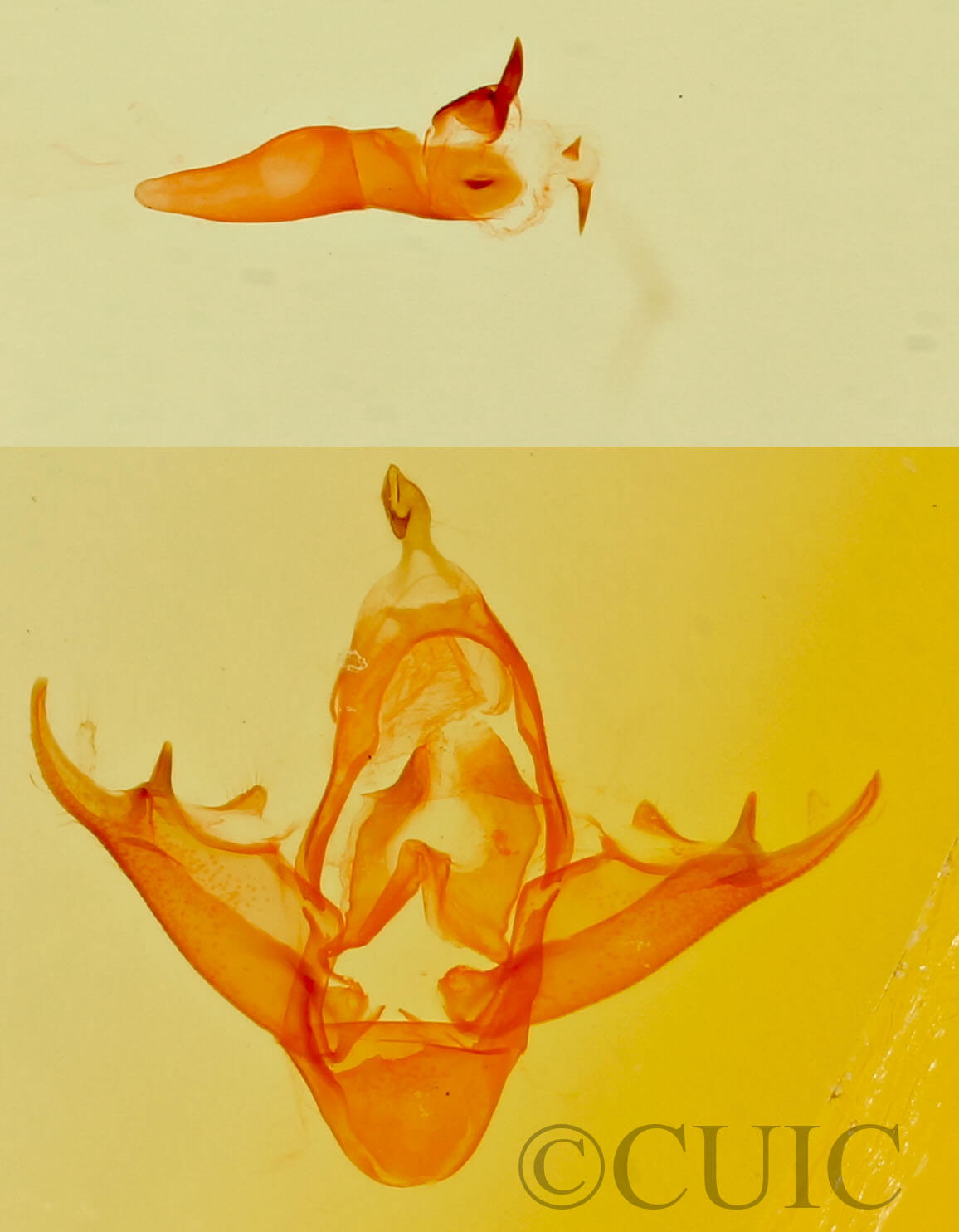 genitalia view of adult Parascotia fuliginaria