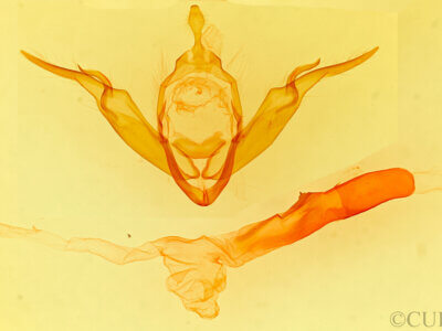 genitalia view of adult Noctua orbona