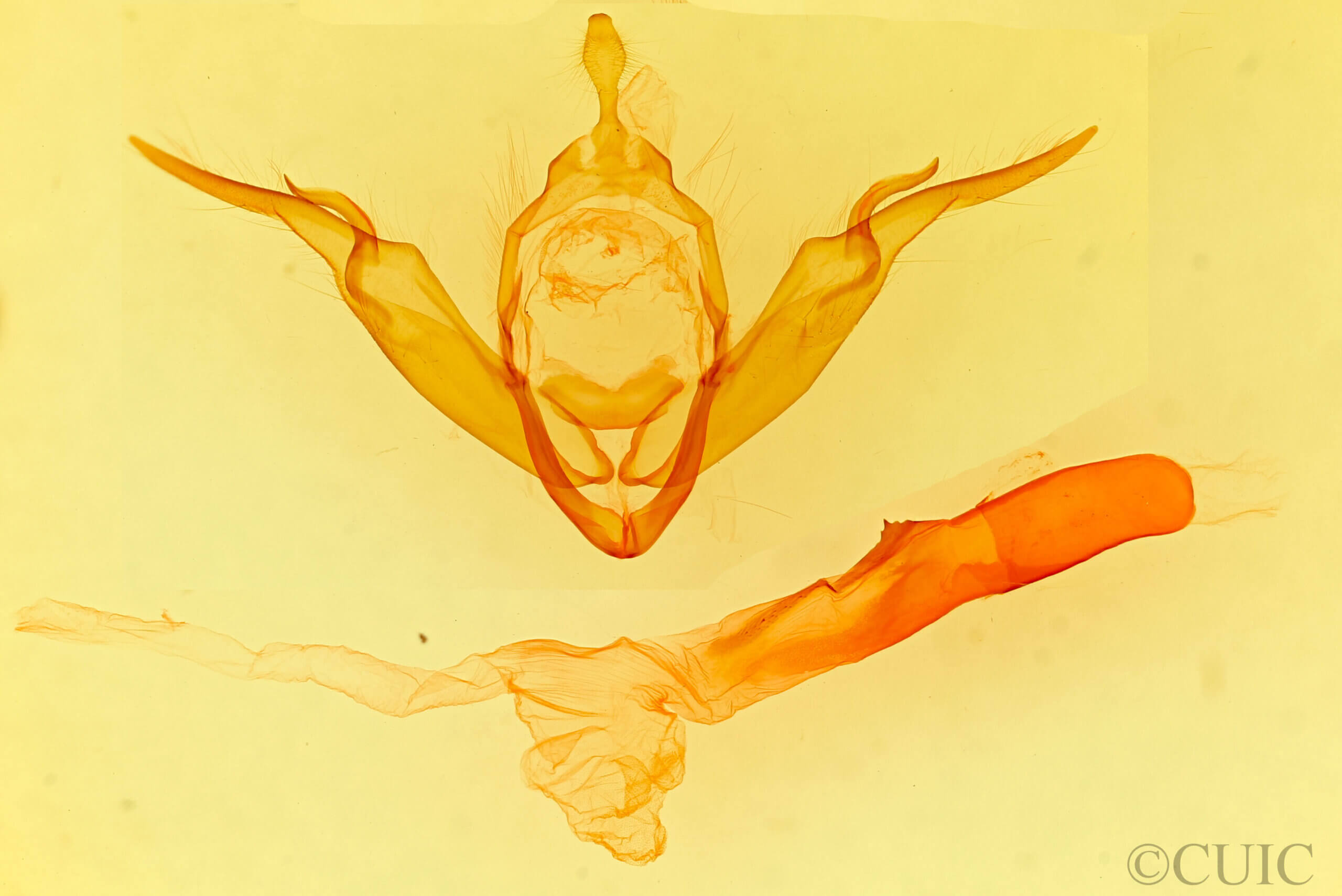 genitalia view of adult Noctua orbona