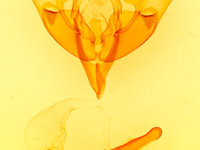 genitalia view of adult Noctua pronuba