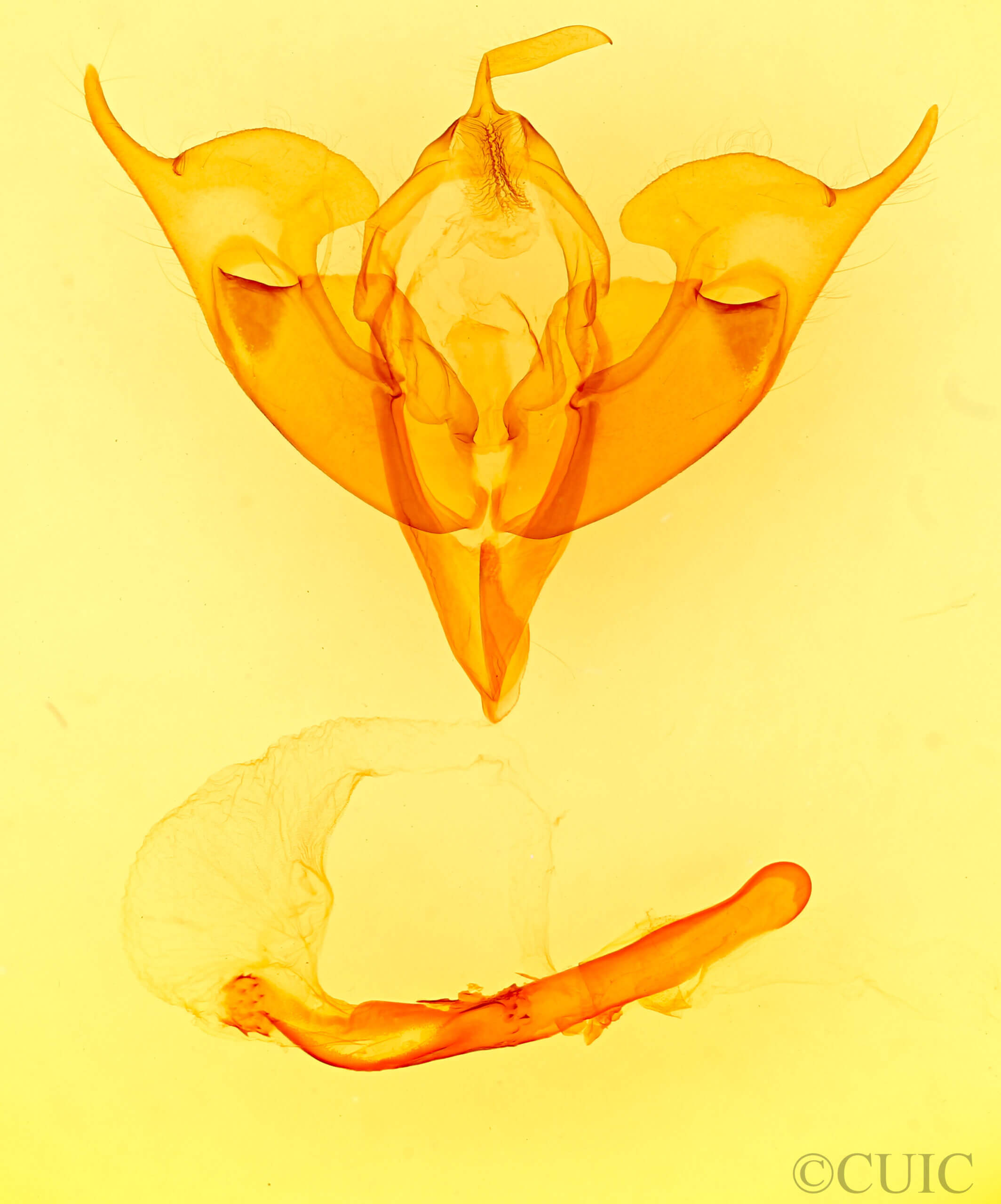 genitalia view of adult Noctua pronuba