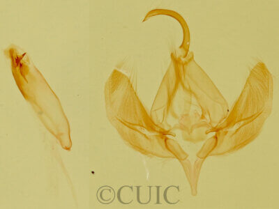 genitalia view of adult Ozarba sp.