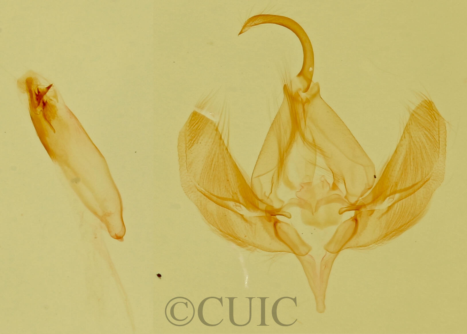 genitalia view of adult Ozarba sp.
