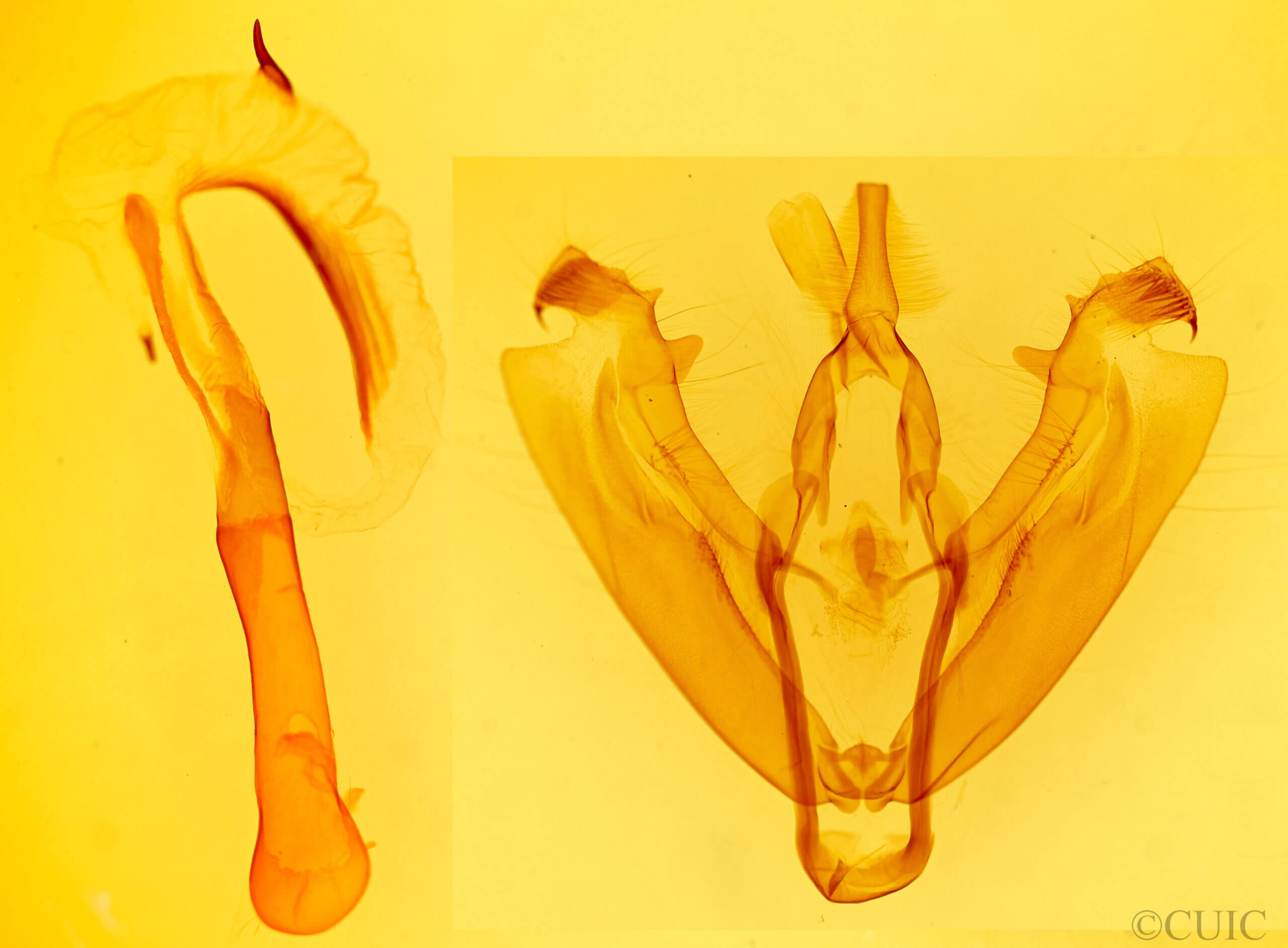 genitalia view of adult Marilopteryx lutina