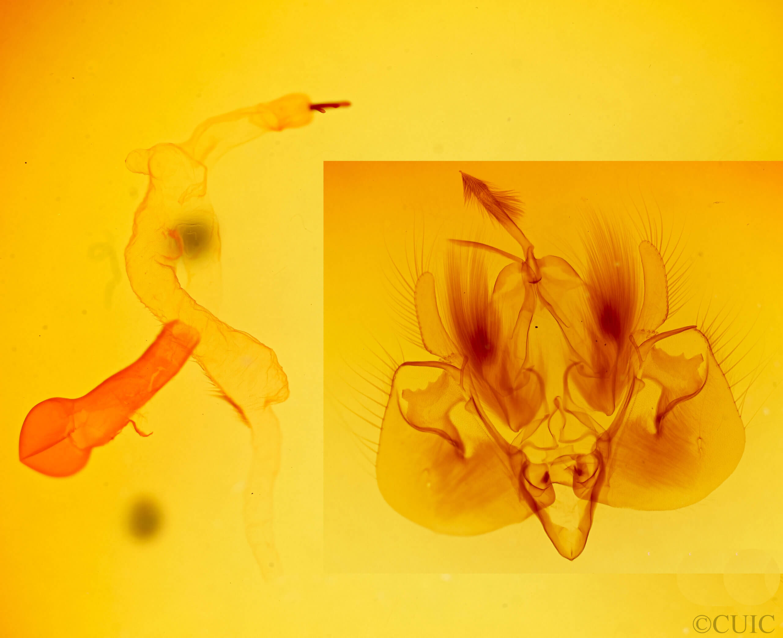 genitalia view of adult Leucania adjuta