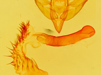 genitalia view of adult Acronicta vinnula