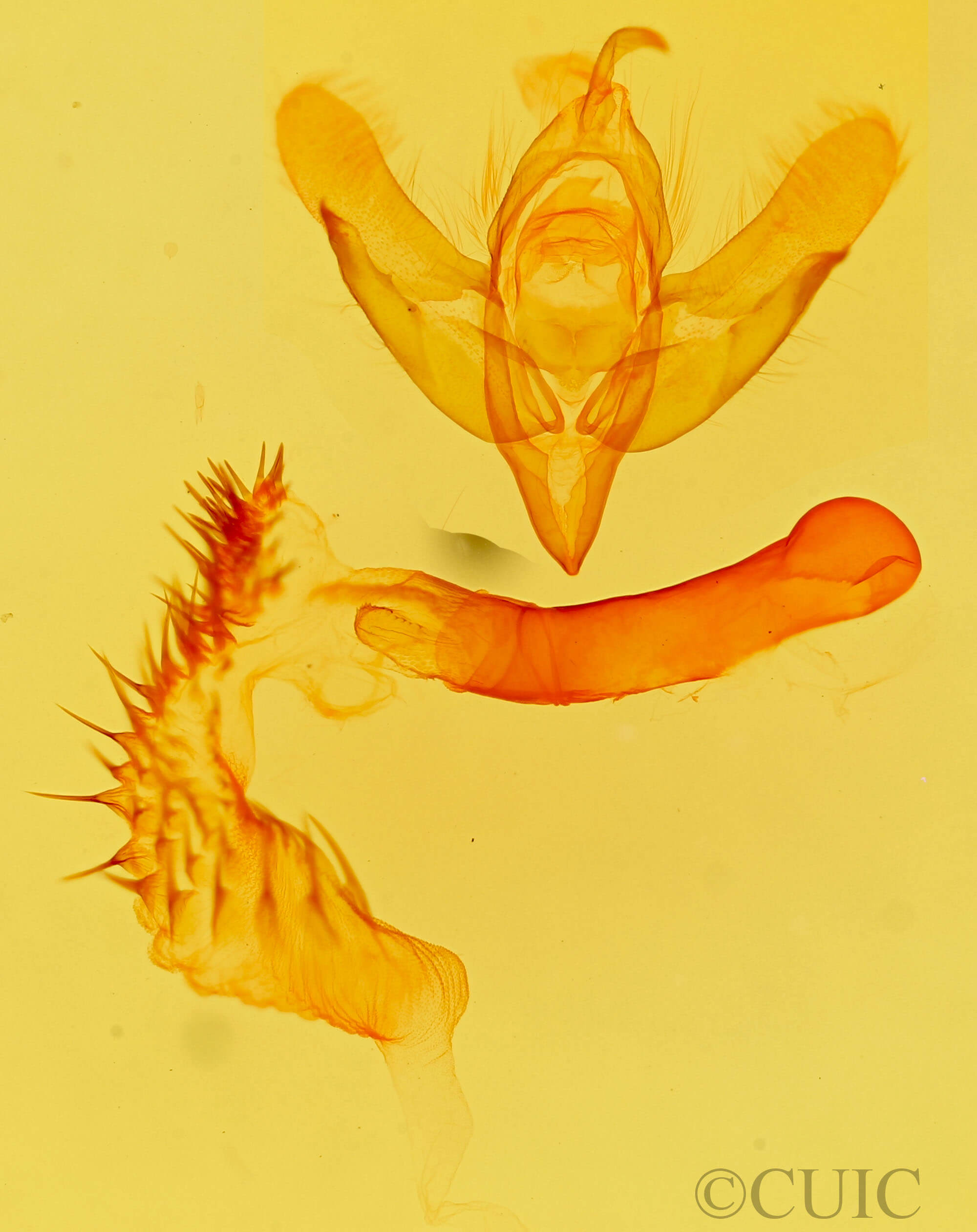 genitalia view of adult Acronicta vinnula