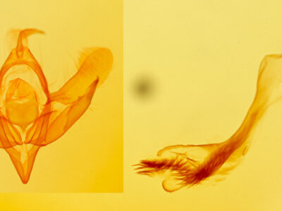 genitalia view of adult Acronicta paupercula