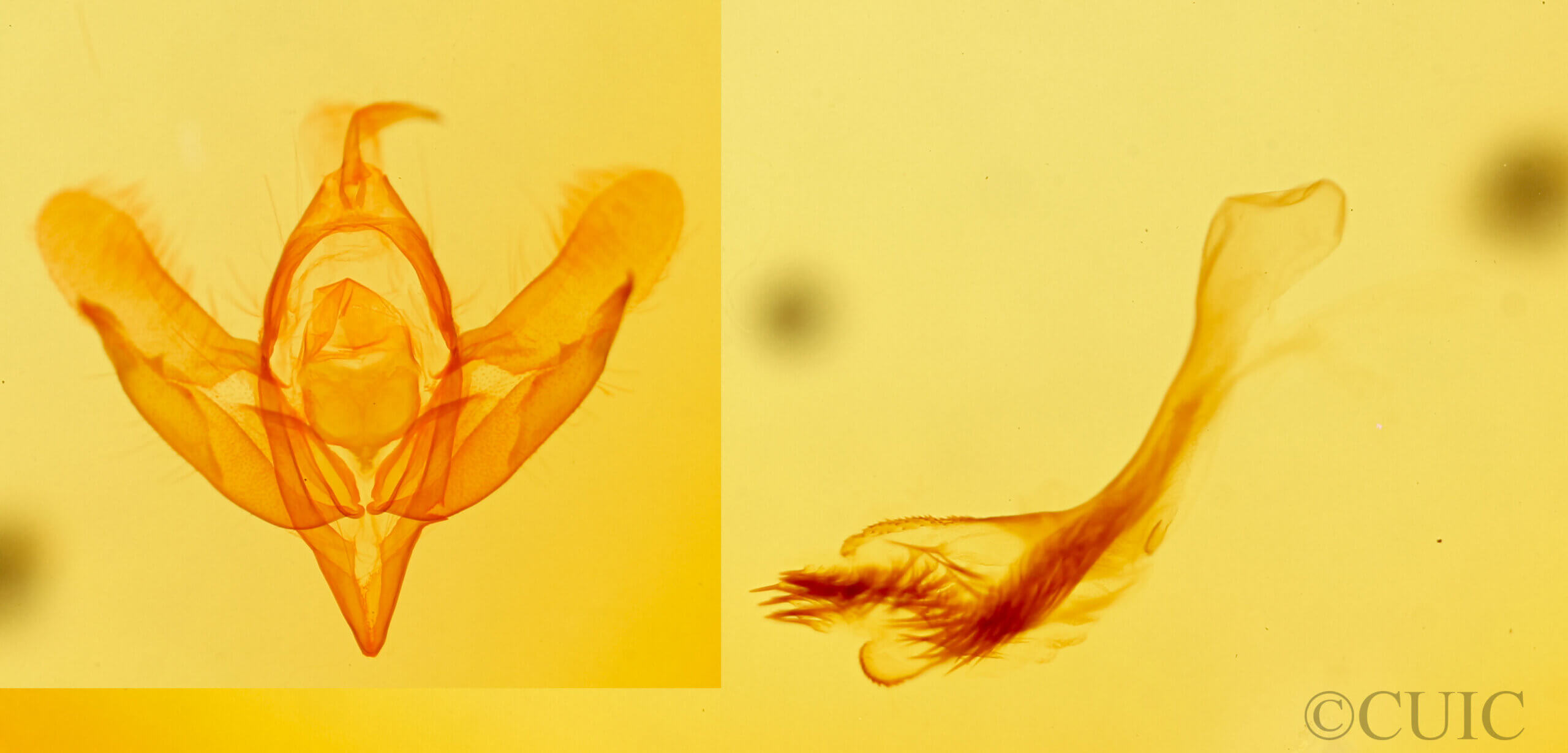 genitalia view of adult Acronicta paupercula