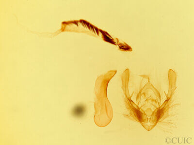 adult Polia? goniophora