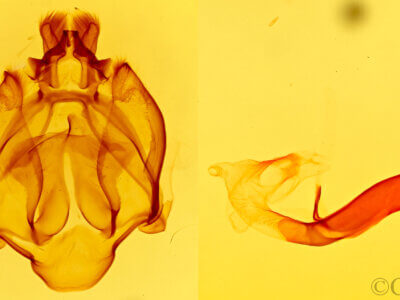 genitalia view of adult Nelphe carolina