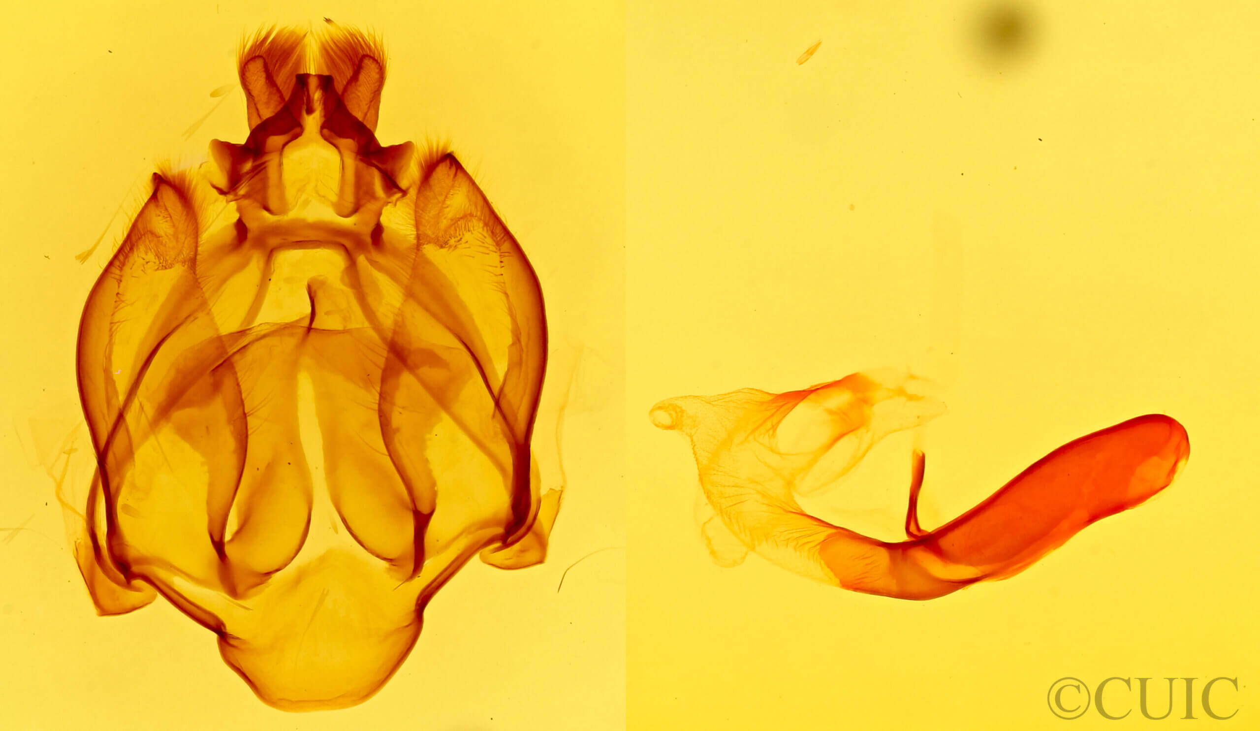 genitalia view of adult Nelphe carolina