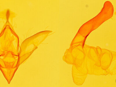 genitalia view of adult Idia laurenti