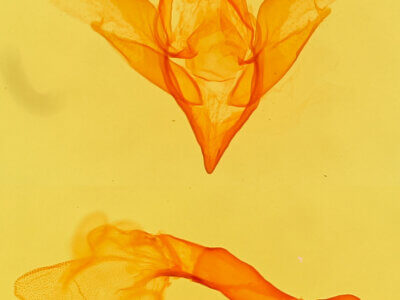 genitalia view of adult Idia sp.