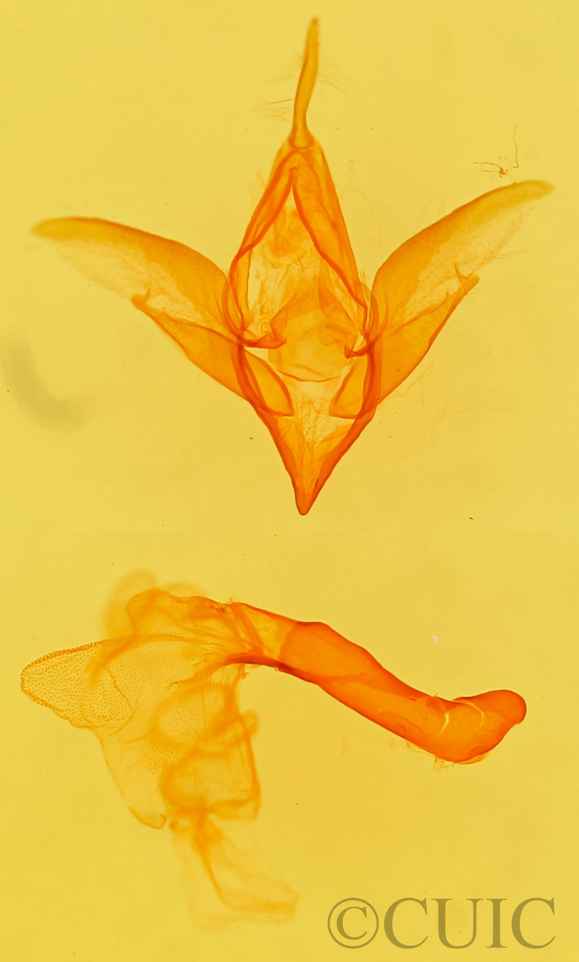 genitalia view of adult Idia sp.
