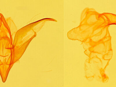 genitalia view of adult Idia scobialis