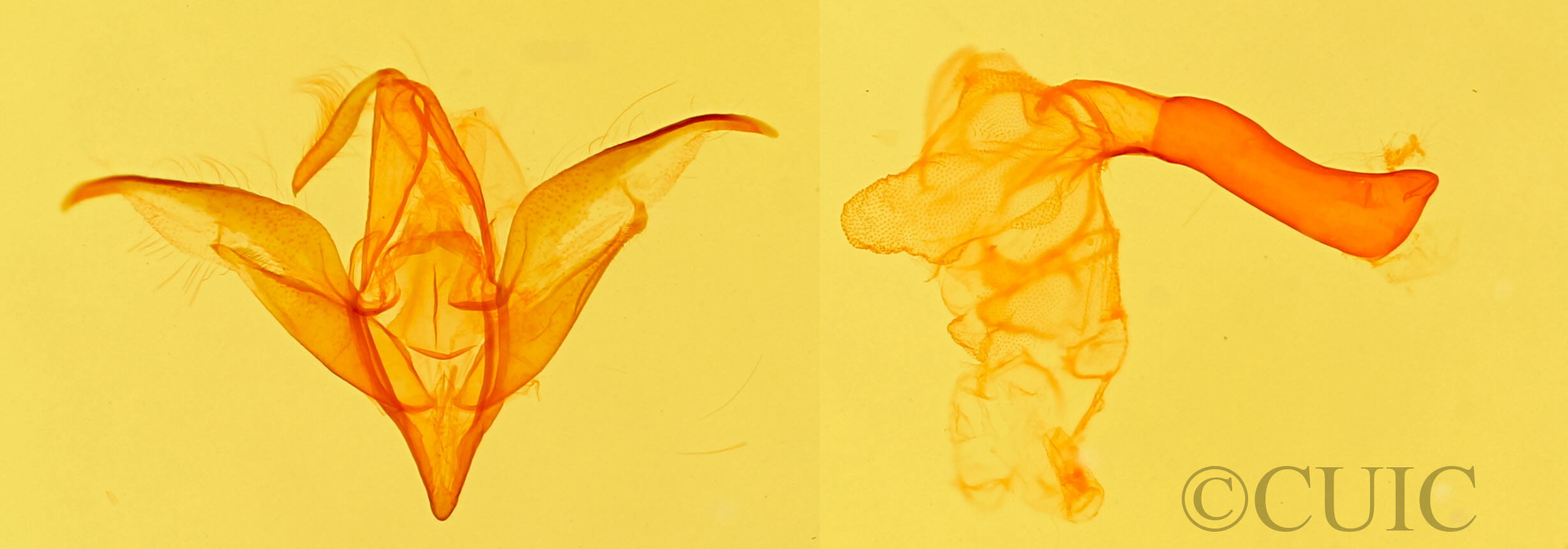 genitalia view of adult Idia scobialis