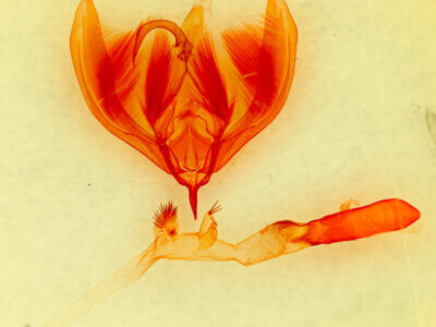 genitalia view of adult Paratrachea laches
