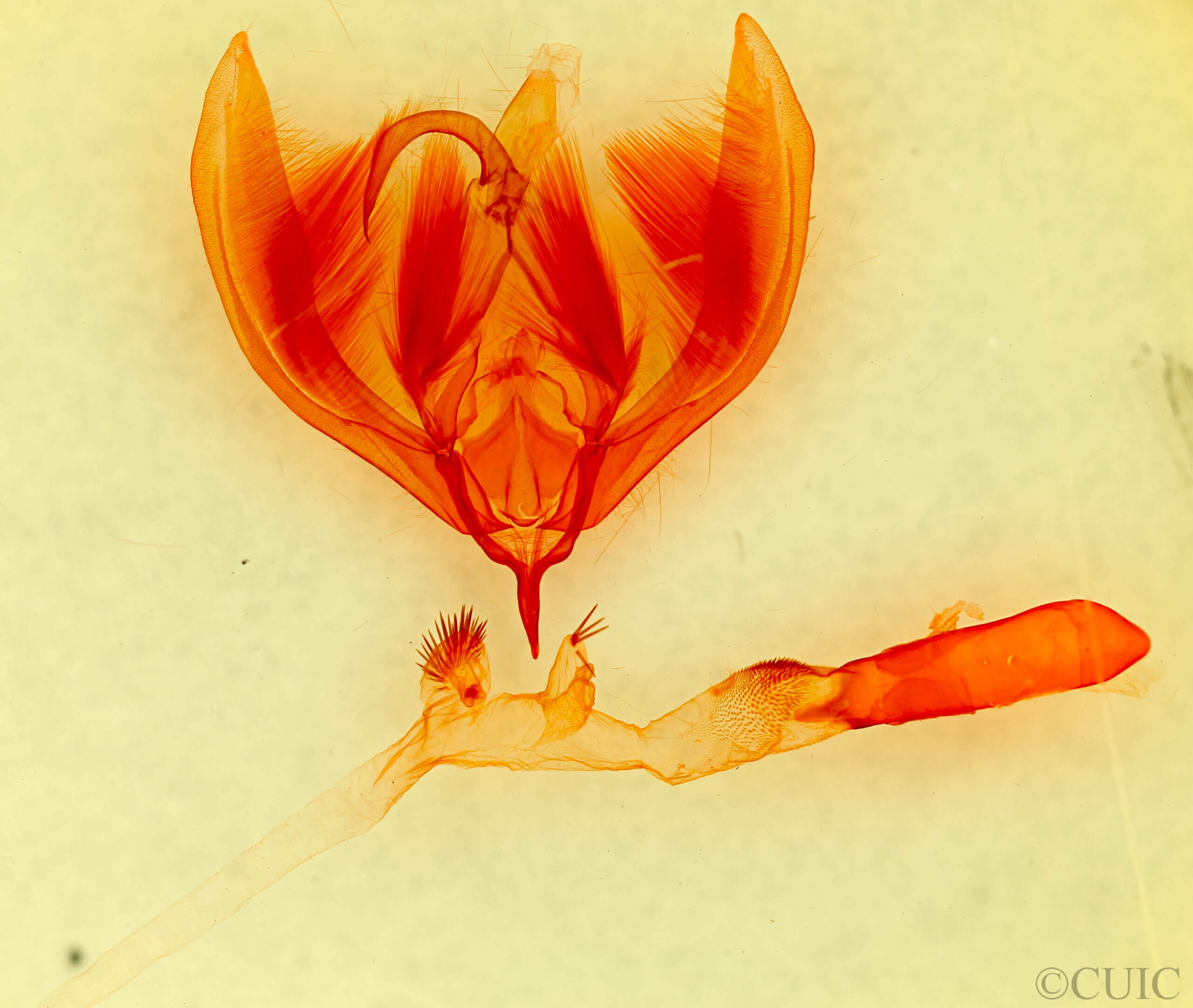 genitalia view of adult Paratrachea laches