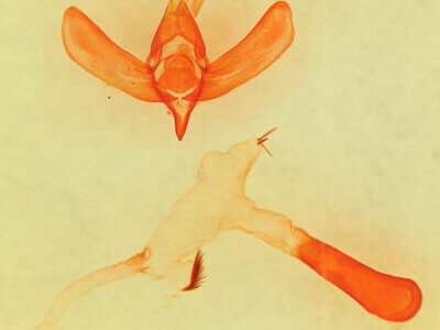 genitalia view of adult Paratrachea viridescens