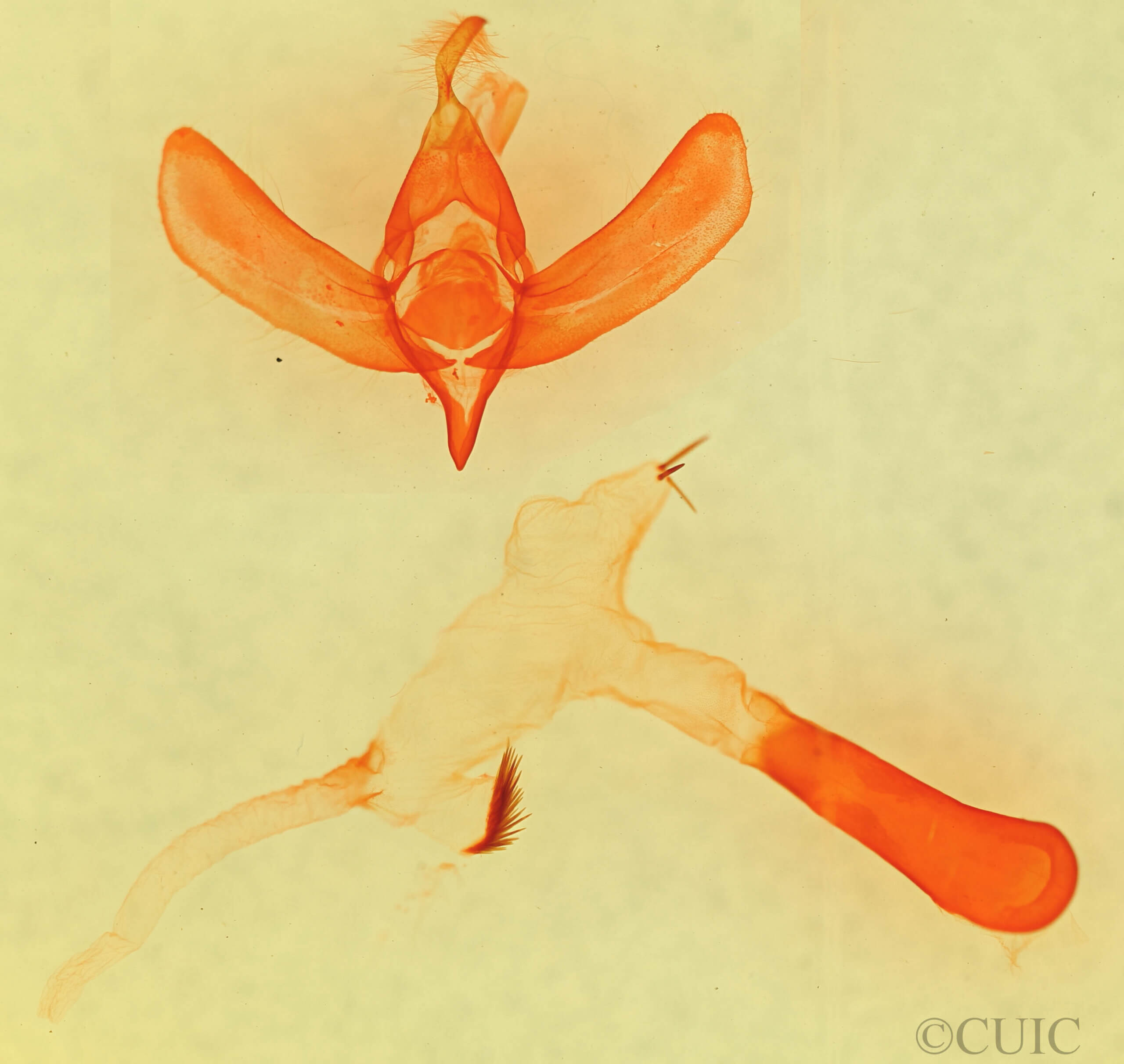 genitalia view of adult Paratrachea viridescens