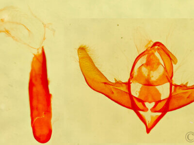 genitalia view of adult Cryphia olivacea?