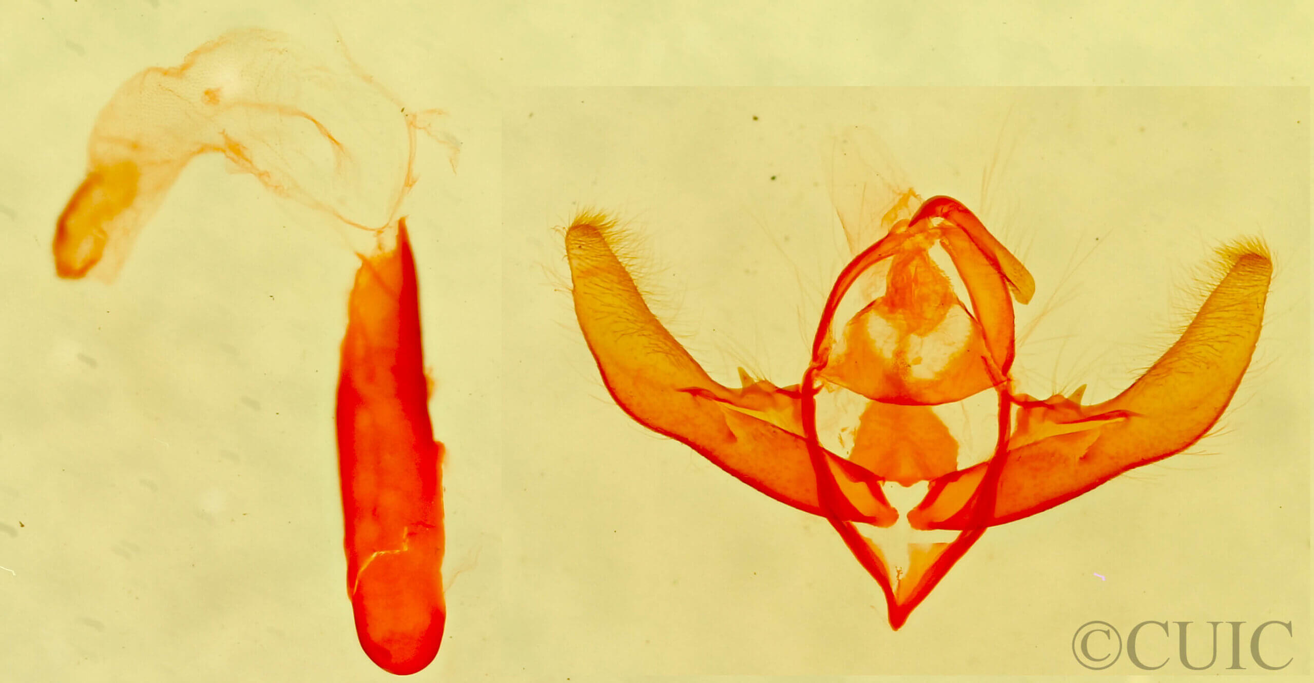 genitalia view of adult Cryphia olivacea?