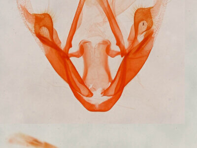 genitalia view of adult Metalectra quadrisignata