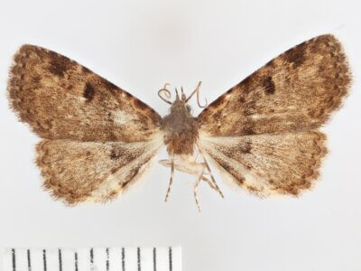 dorsal view of adult Metalectra quadrisignata