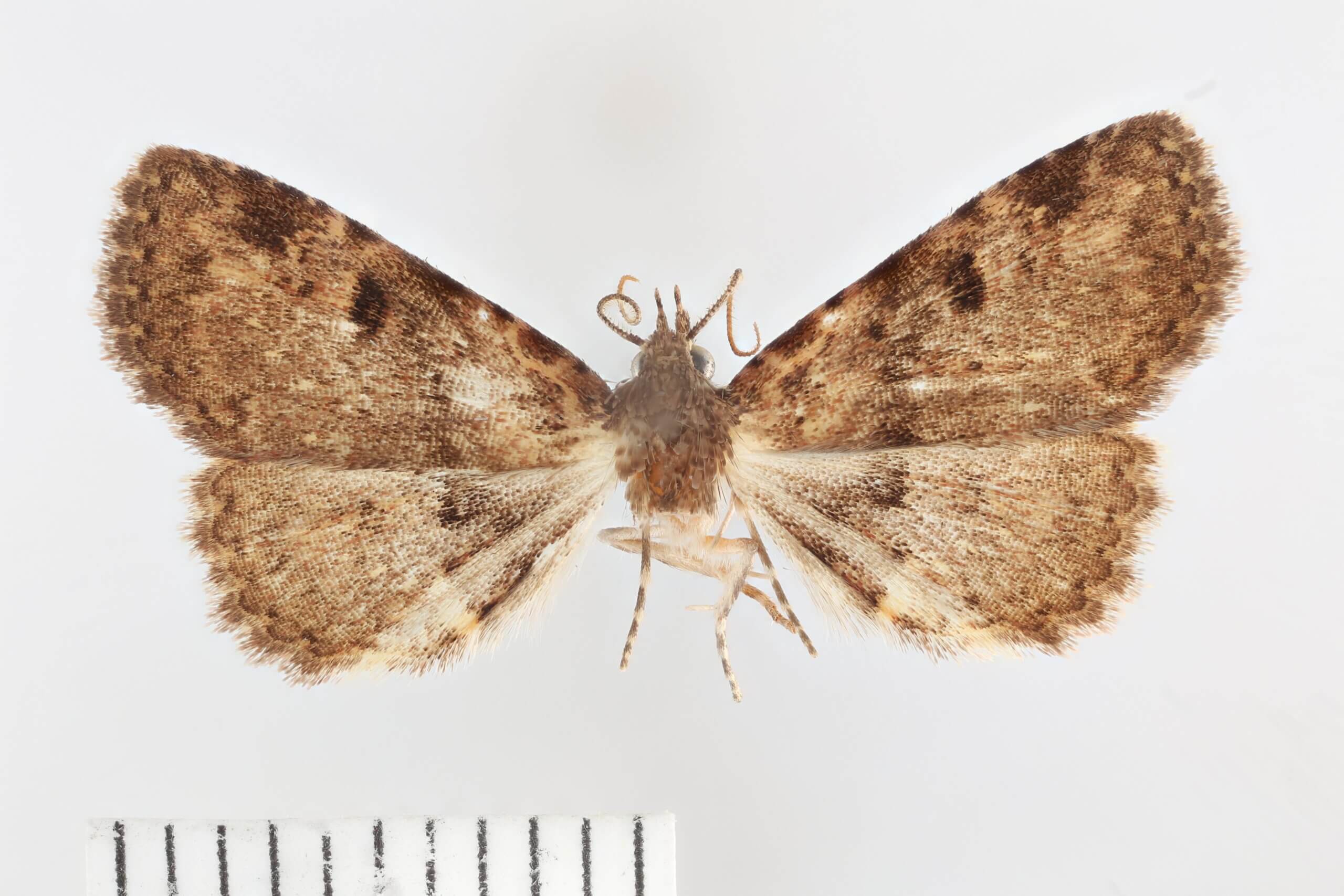 dorsal view of adult Metalectra quadrisignata