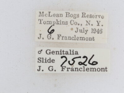 label view of adult Metalectra quadrisignata