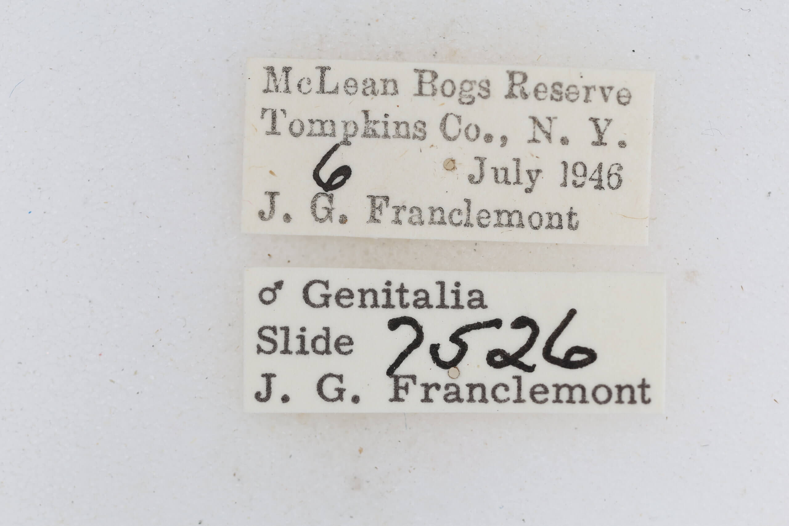 label view of adult Metalectra quadrisignata