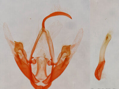 genitalia view of adult Metalectra quadrisignata