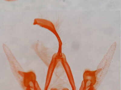 Metalectra quadrisignata