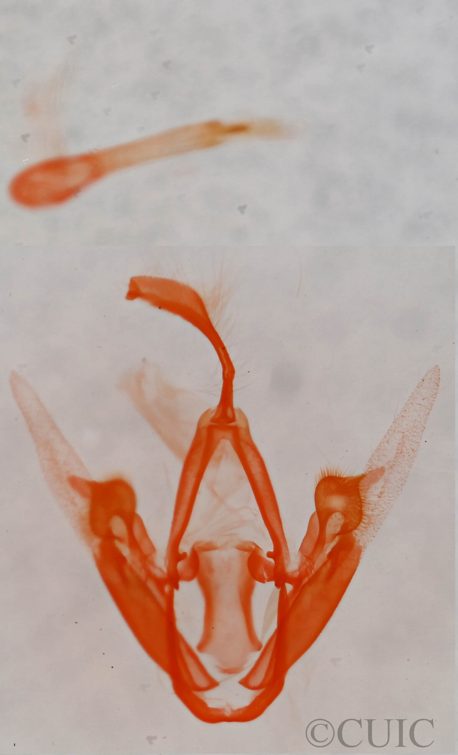 Metalectra quadrisignata