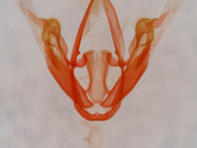 genitalia view of adult Metalectra quadrisignata