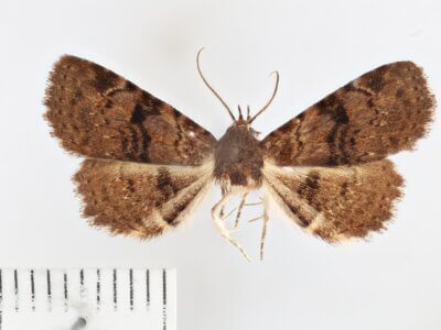 dorsal view of adult Metalectra quadrisignata