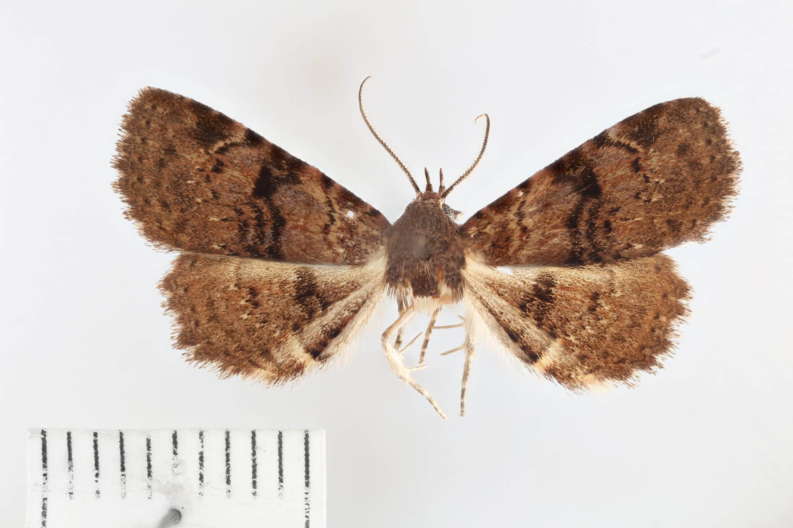 dorsal view of adult Metalectra quadrisignata