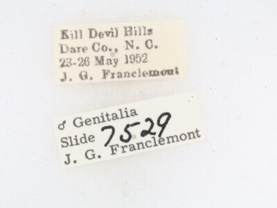 label view of adult Metalectra quadrisignata