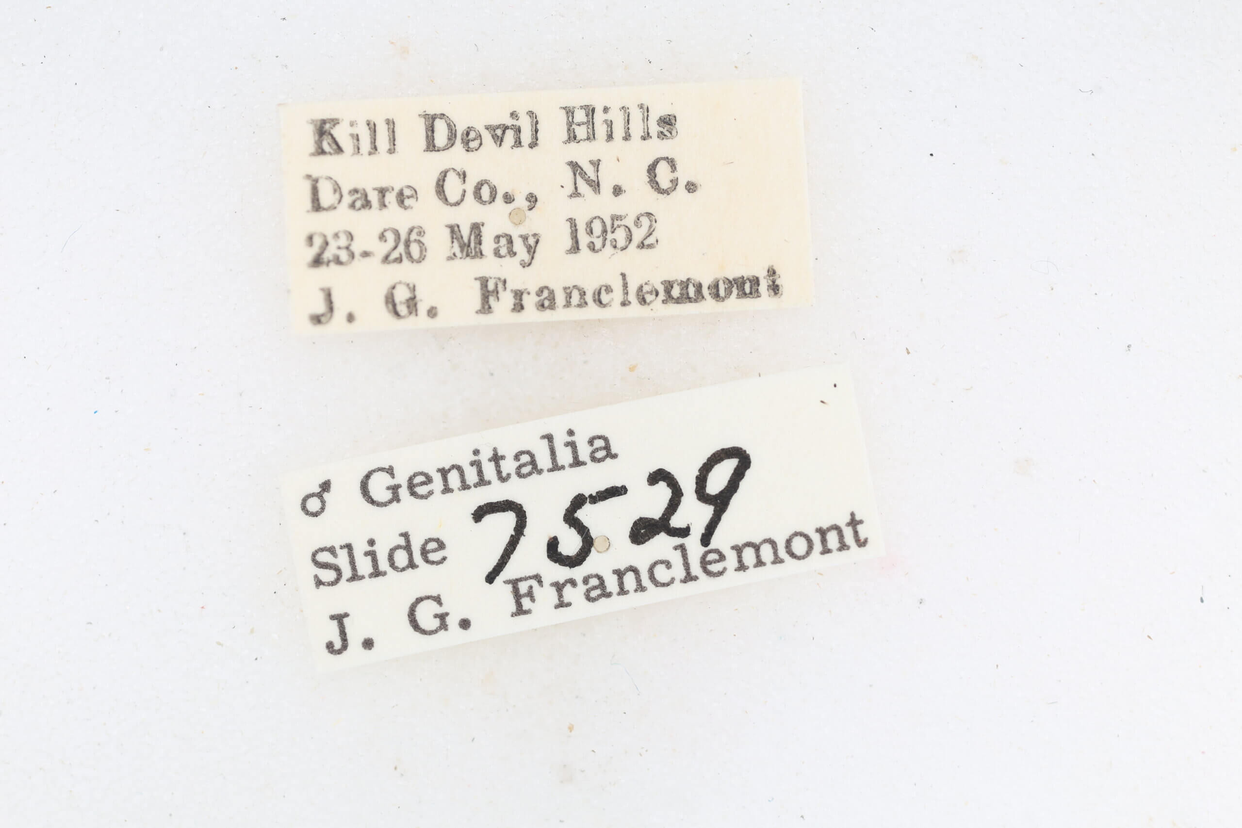 label view of adult Metalectra quadrisignata