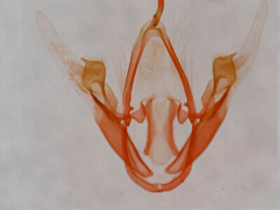 genitalia view of adult Metalectra quadrisignata