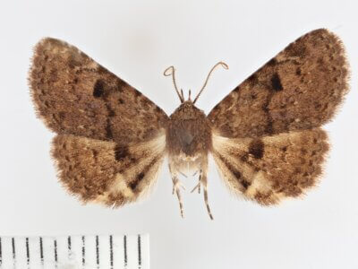 dorsal view of adult Metalectra quadrisignata