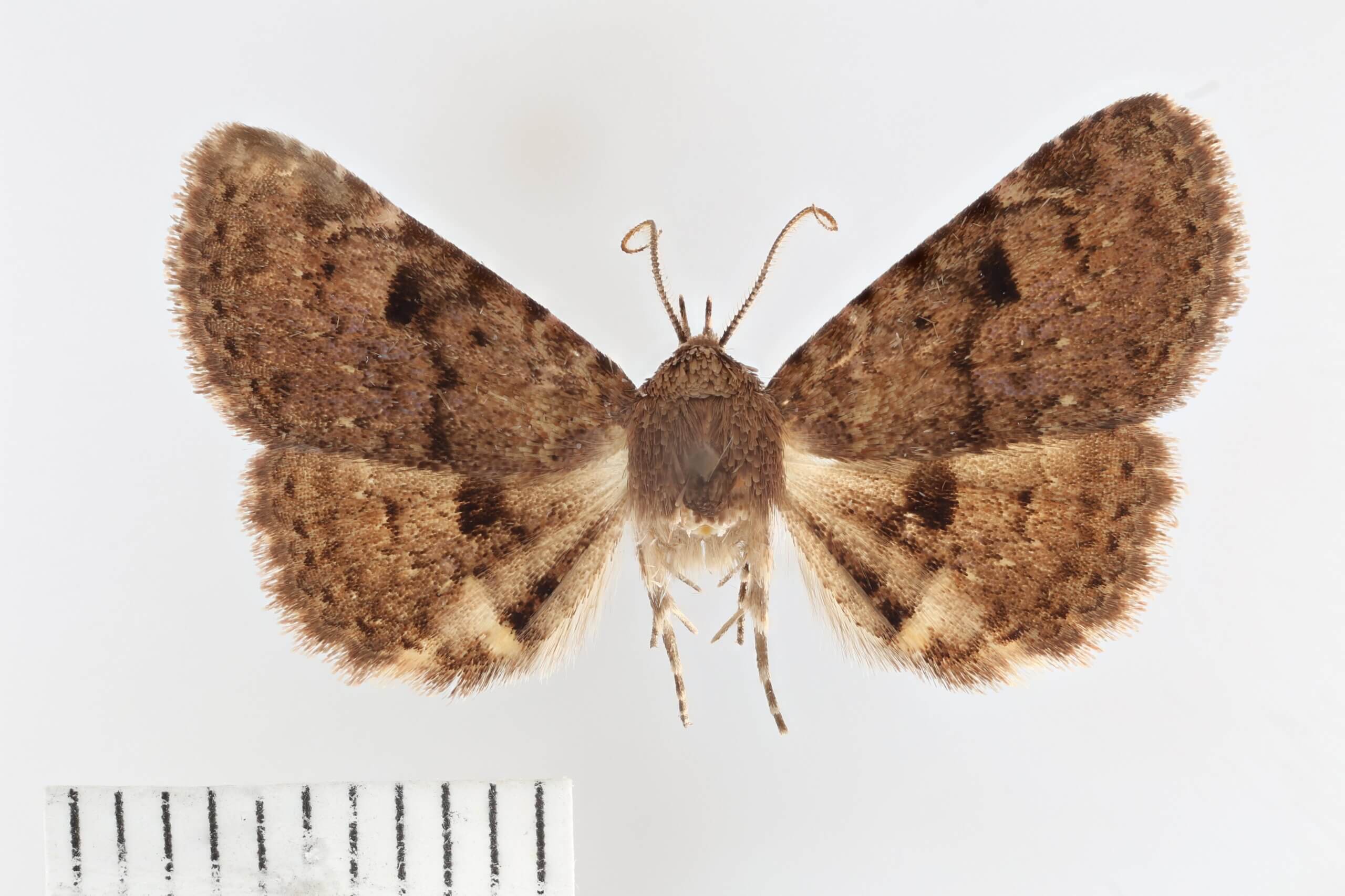 dorsal view of adult Metalectra quadrisignata