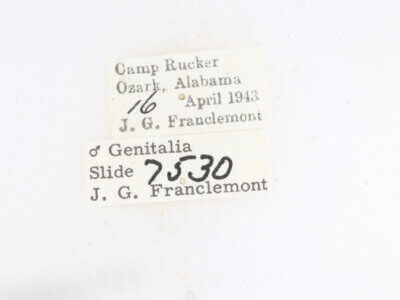 label view of adult Metalectra quadrisignata