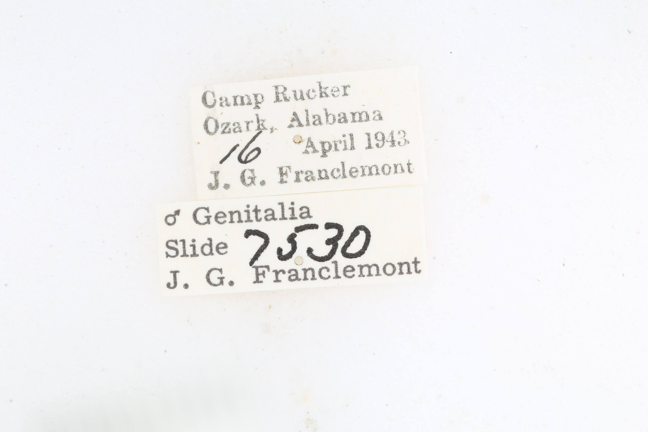 label view of adult Metalectra quadrisignata