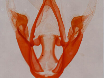 genitalia view of adult Metalectra quadrisignata