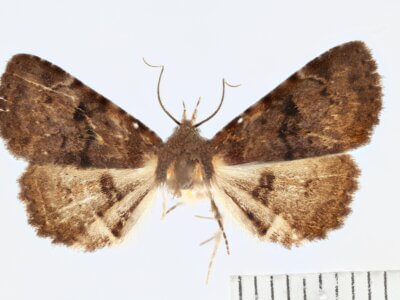 dorsal view of adult Metalectra quadrisignata