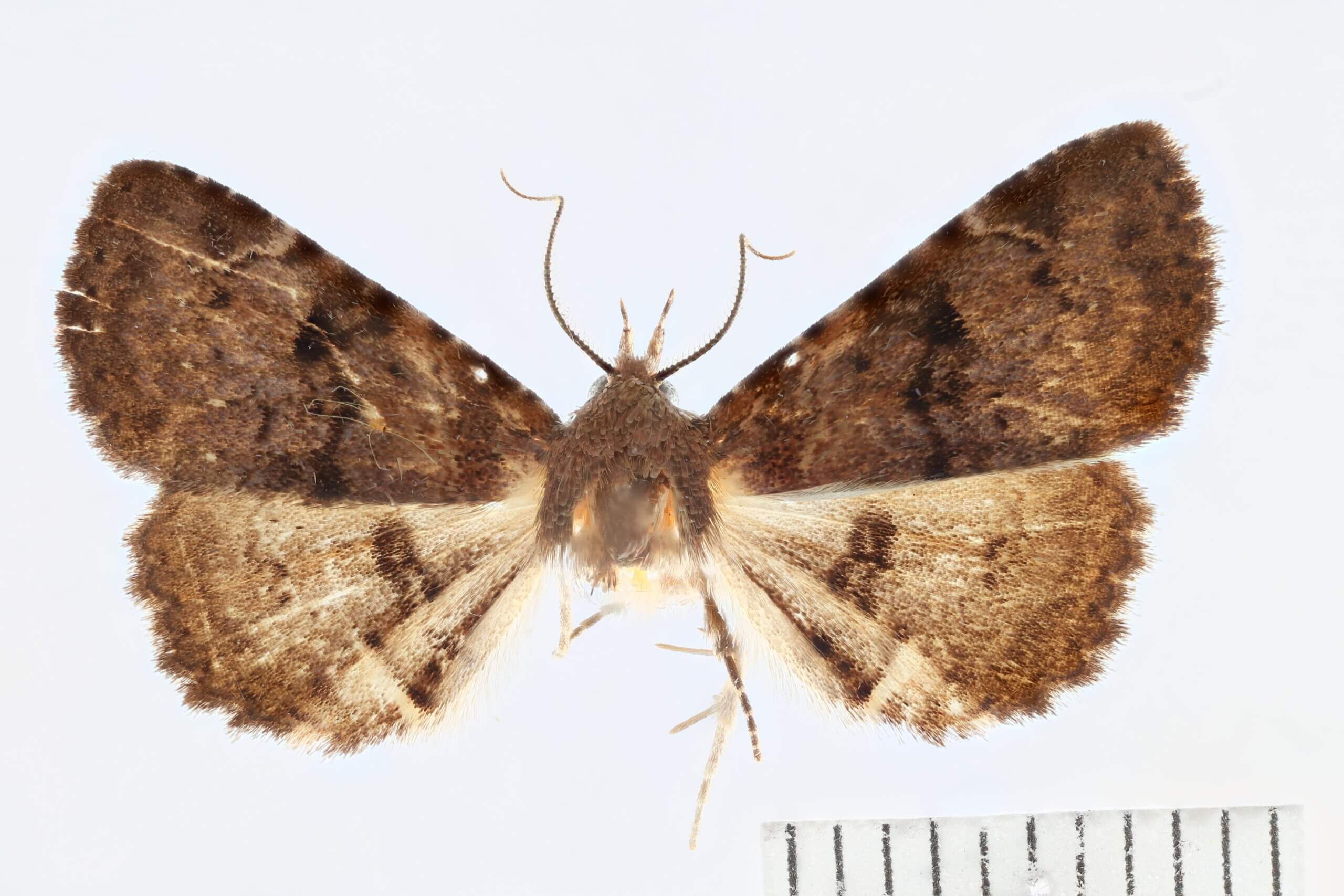 dorsal view of adult Metalectra quadrisignata