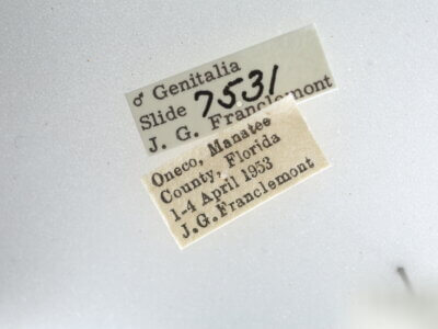 label view of adult Metalectra quadrisignata